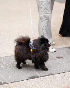 Four-Legged Fun: Top Dog-Friendly Events on the Gold Coast