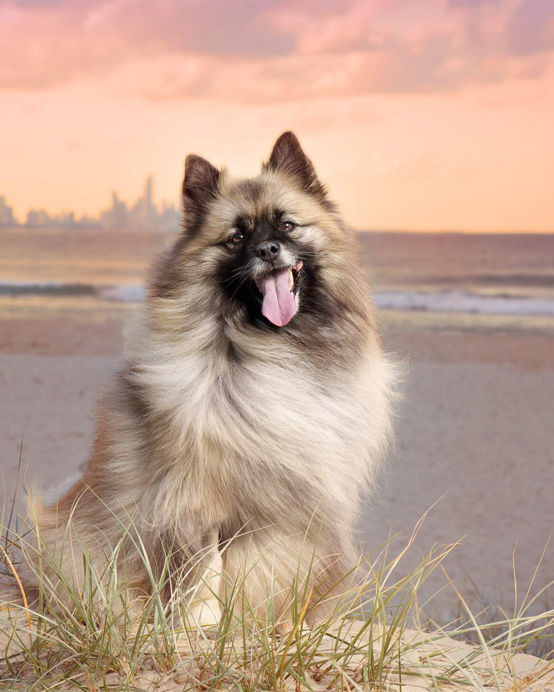 dog photographer gold coast