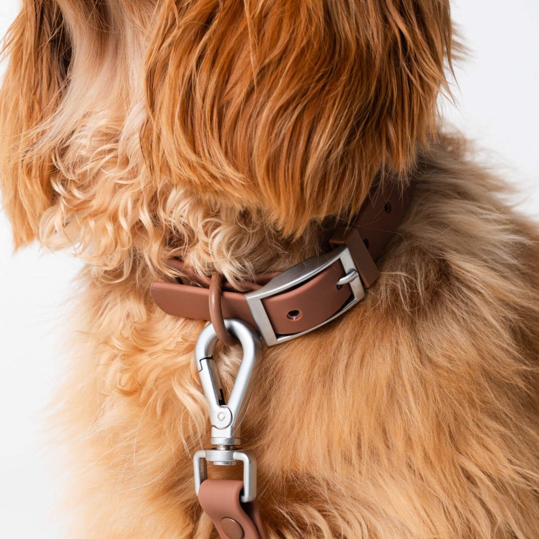 dog photography for brands