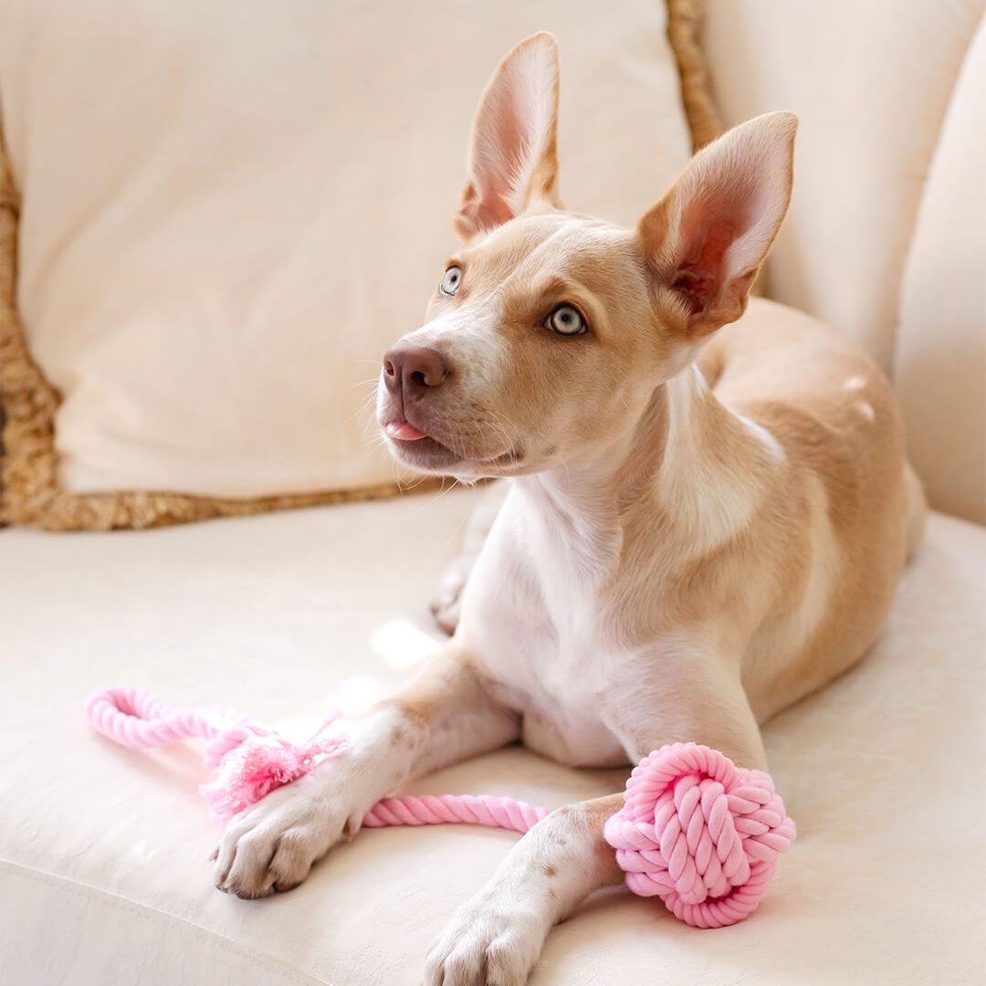 pet photographer gold coast