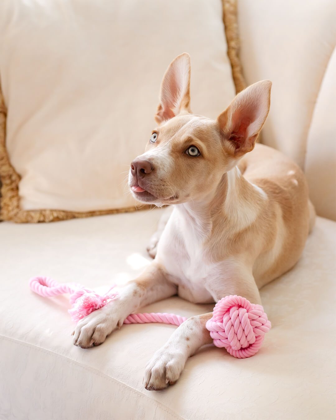pet photographer gold coast